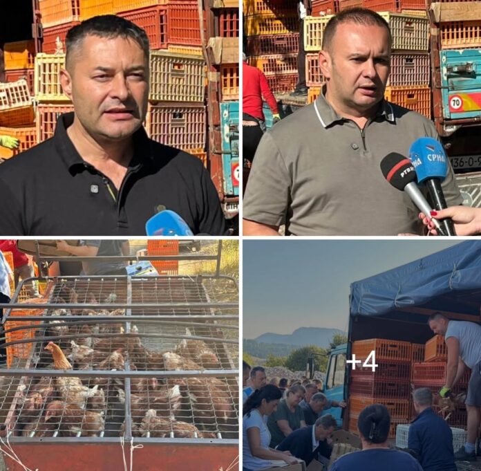 Podijeljeno 6.000 koka nosilja na Palama, za donaciju se prijavilo 480 porodica