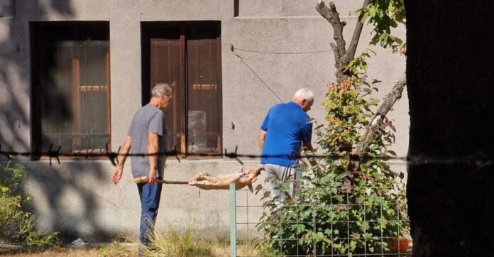 Nesvakidašnji prizor u Zemaljskom muzeju: Prase na ražnju usred Botaničke bašte