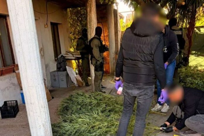 FUP – U Čapljini pronađena plantaža kanabisa, uhapšene dvije osobe