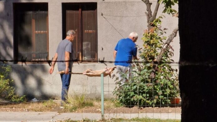 Zbog okretanja praseta u bašti Zemaljskog muzeja policija pisala kaznu 200 KM