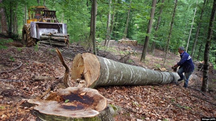Tragedija u Ilijašu: Tokom sječe šume smrtno stradao 33-godišnji muškarac